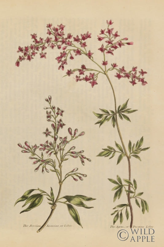Reproduction of Herbal Botanical I Crop III by Wild Apple Portfolio - Wall Decor Art