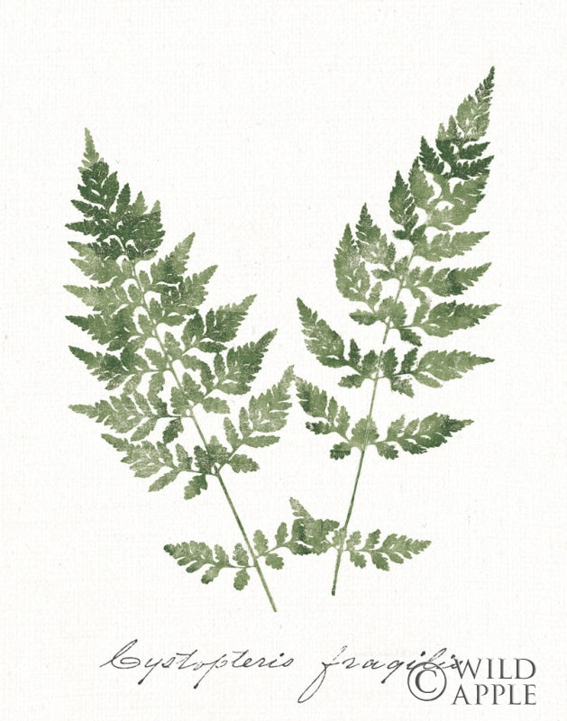 Reproduction of Vintage Ferns VII no Border White by Wild Apple Portfolio - Wall Decor Art