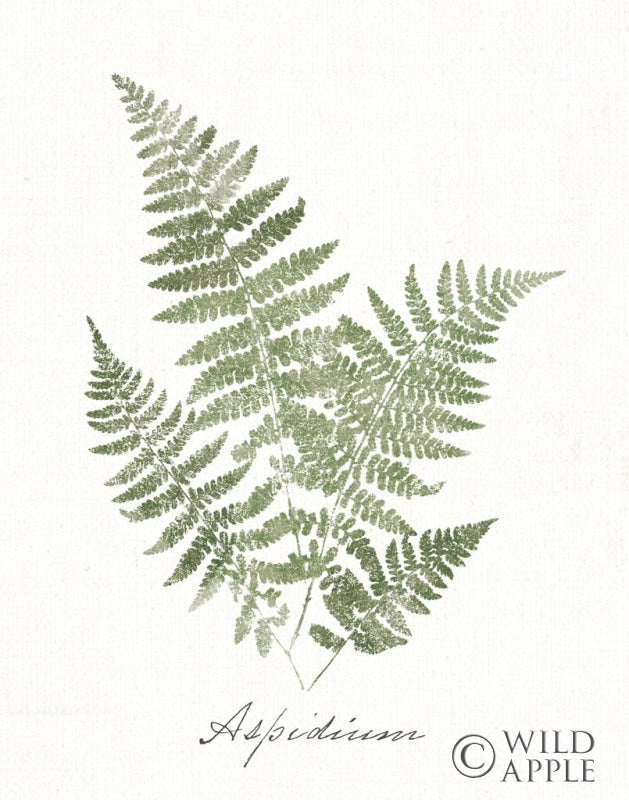 Reproduction of Vintage Ferns IX no Border White by Wild Apple Portfolio - Wall Decor Art