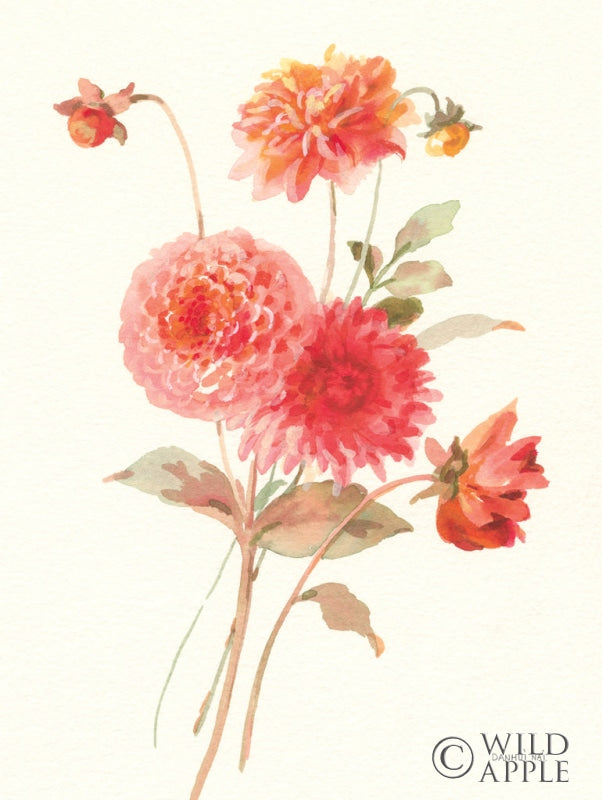 Reproduction of Summer Dahlias I by Danhui Nai - Wall Decor Art