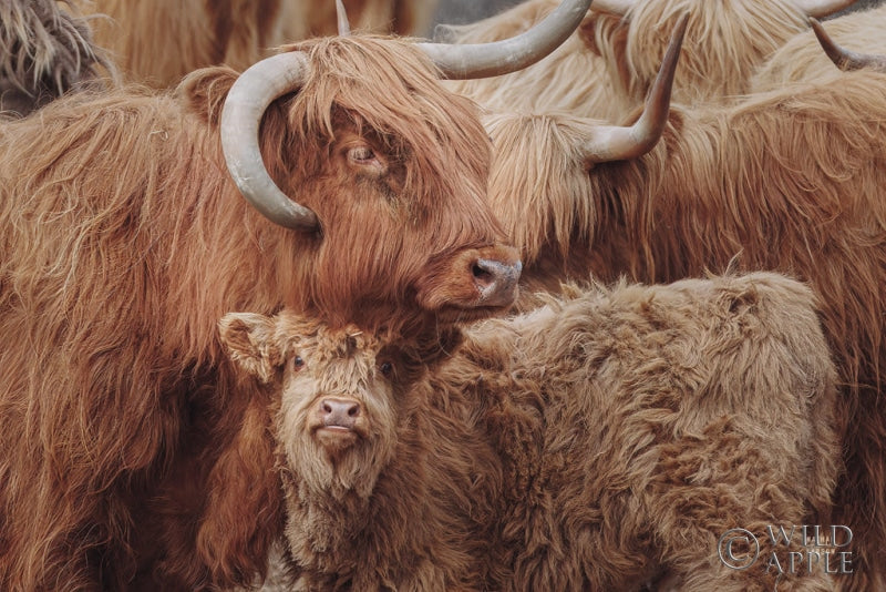 Reproduction of Highland Cow Under Cover by Nathan Larson - Wall Decor Art