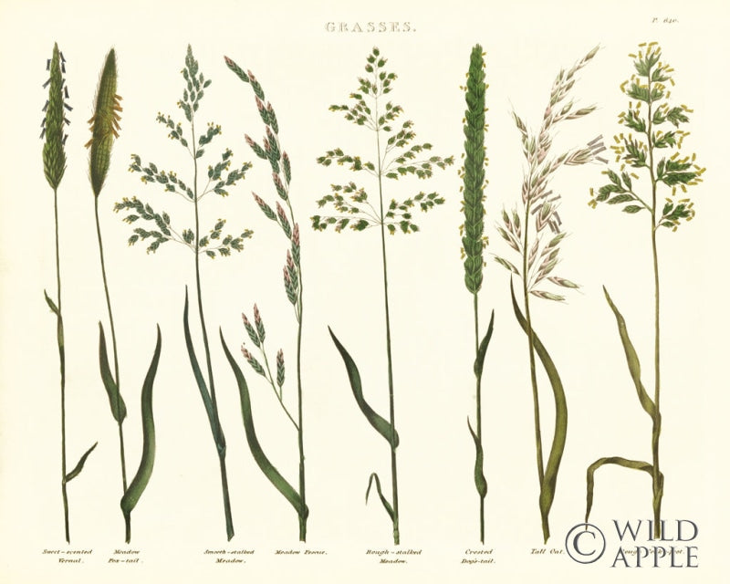 Reproduction of Herbal Botanical VII Ivory by Wild Apple Portfolio - Wall Decor Art