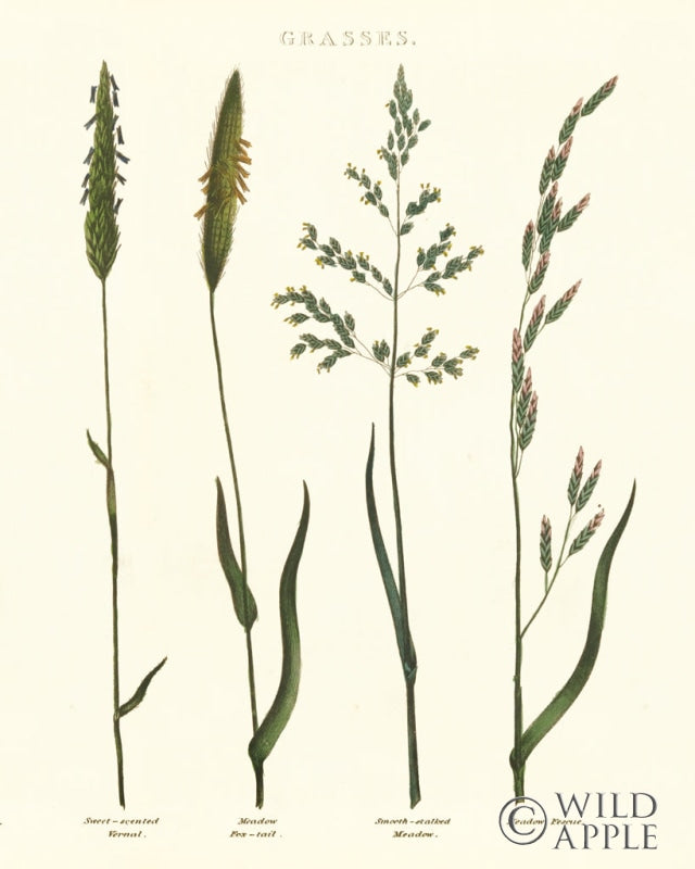 Reproduction of Herbal Botanical Study I Ivory by Wild Apple Portfolio - Wall Decor Art