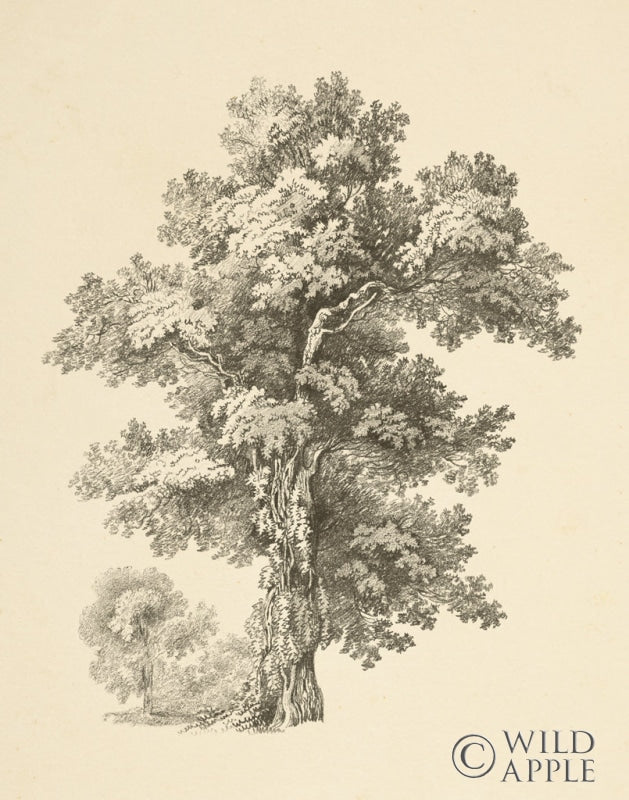 Reproduction of Tree Study I Dark by Wild Apple Portfolio - Wall Decor Art