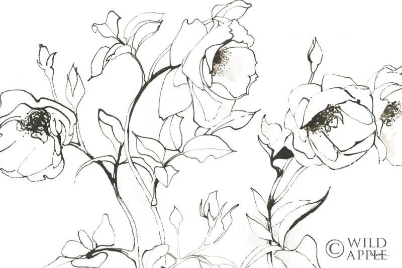 Sketch of Roses