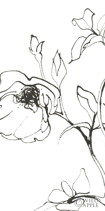 Reproduction of Sketch of Roses Panel I by Shirley Novak - Wall Decor Art