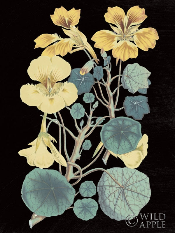 Reproduction of Antique Botanical XVII Cool on Black by Wild Apple Portfolio - Wall Decor Art