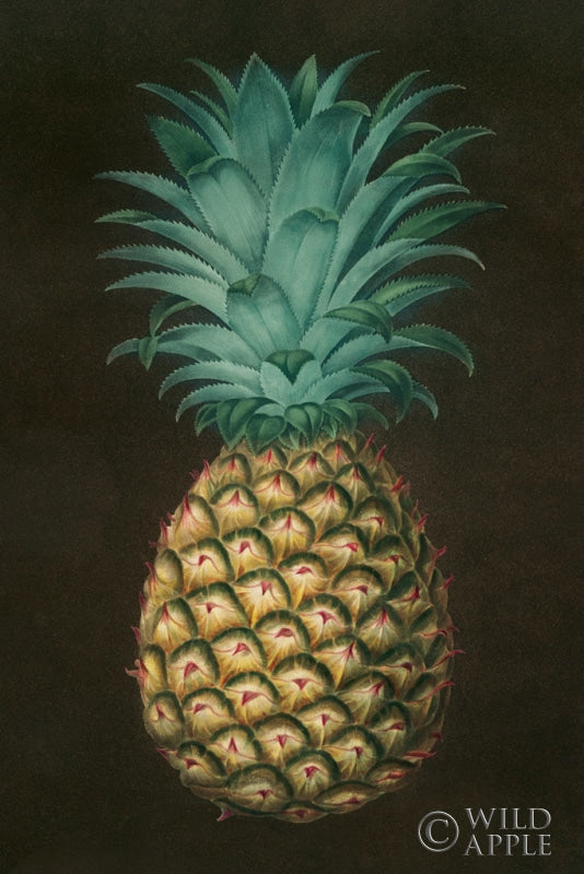 Reproduction of Vintage Pineapple I by Wild Apple Portfolio - Wall Decor Art