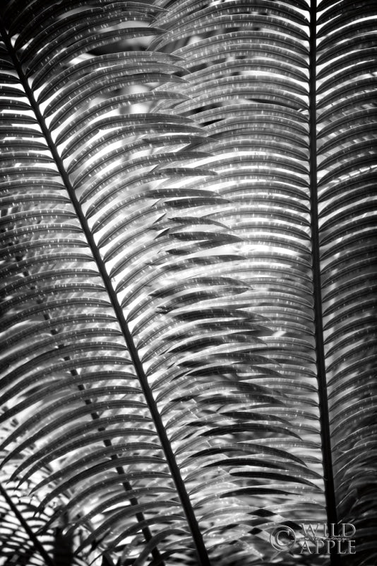 Reproduction of Sunlit Palms I by Debra Van Swearingen - Wall Decor Art