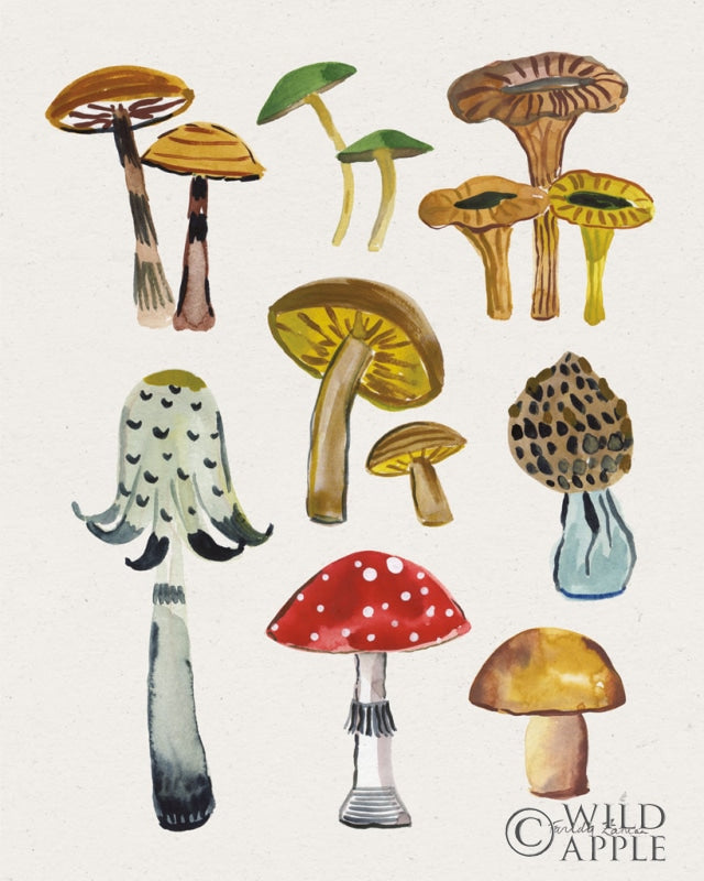 Reproduction of Forest Mushrooms II by Farida Zaman - Wall Decor Art