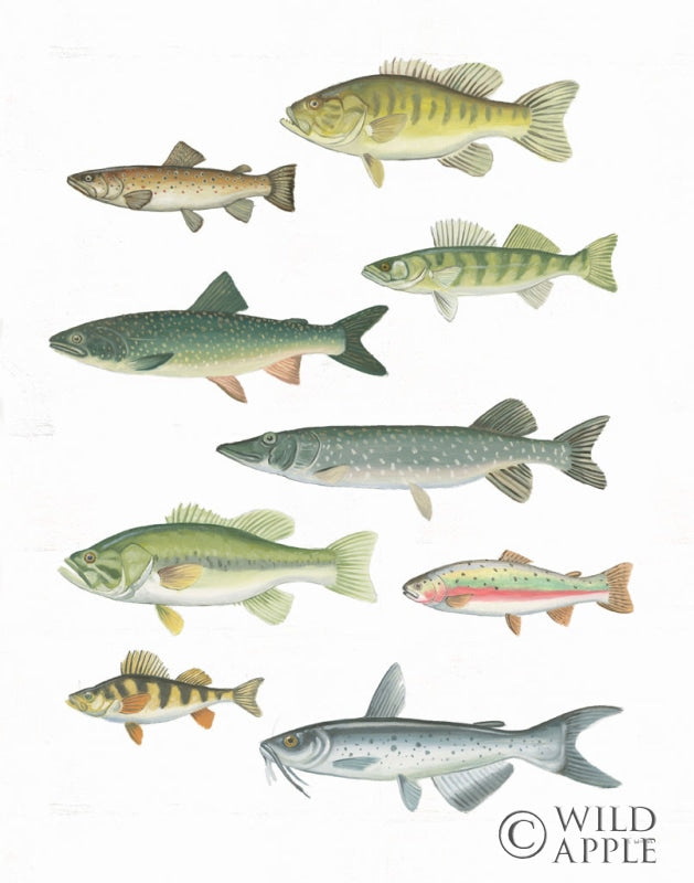 Reproduction of Fresh Catch V by James Wiens - Wall Decor Art