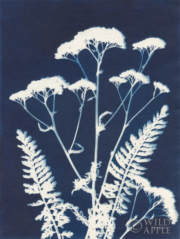 Reproduction of Alpine Flower I by Kathy Ferguson - Wall Decor Art