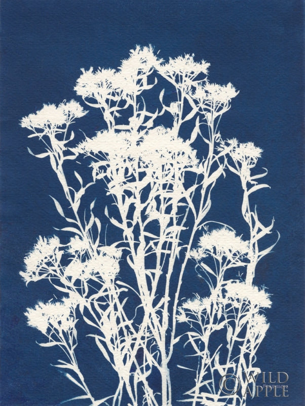 Reproduction of Alpine Flower II by Kathy Ferguson - Wall Decor Art