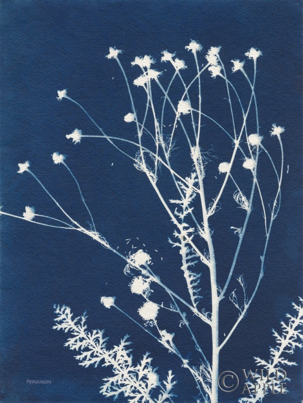 Reproduction of Alpine Flower IV by Kathy Ferguson - Wall Decor Art