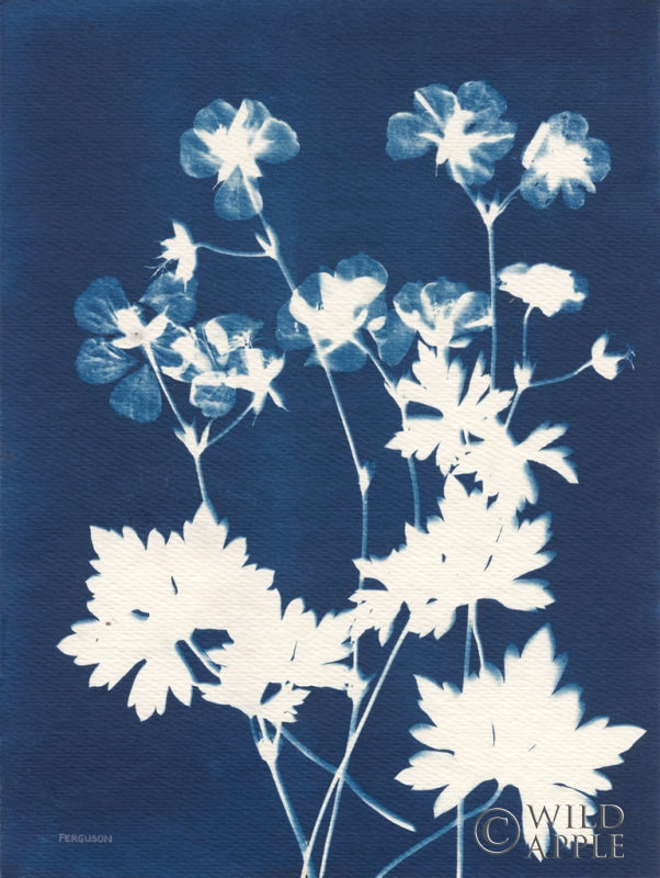 Reproduction of Alpine Flower V by Kathy Ferguson - Wall Decor Art