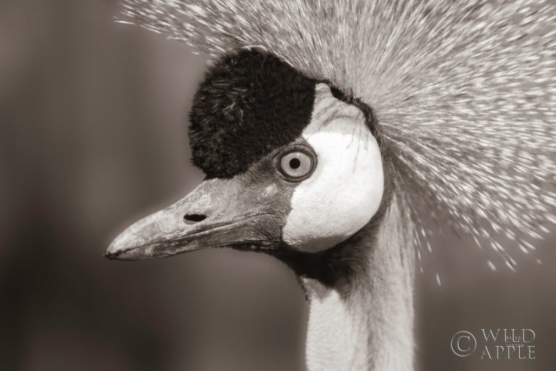 Reproduction of African Crowned Crane BW by Nathan Larson - Wall Decor Art