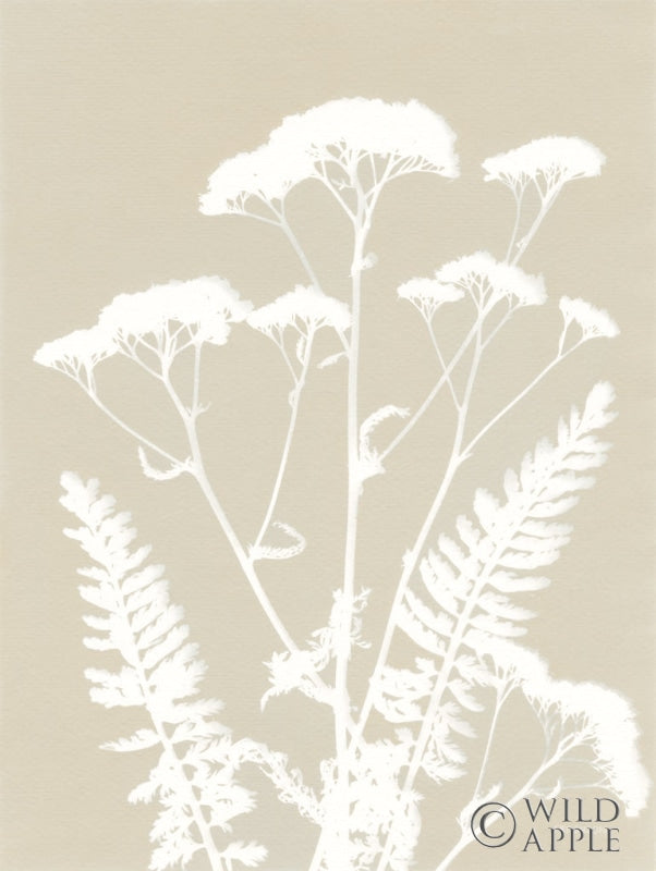 Reproduction of Alpine Flower I Neutral by Kathy Ferguson - Wall Decor Art