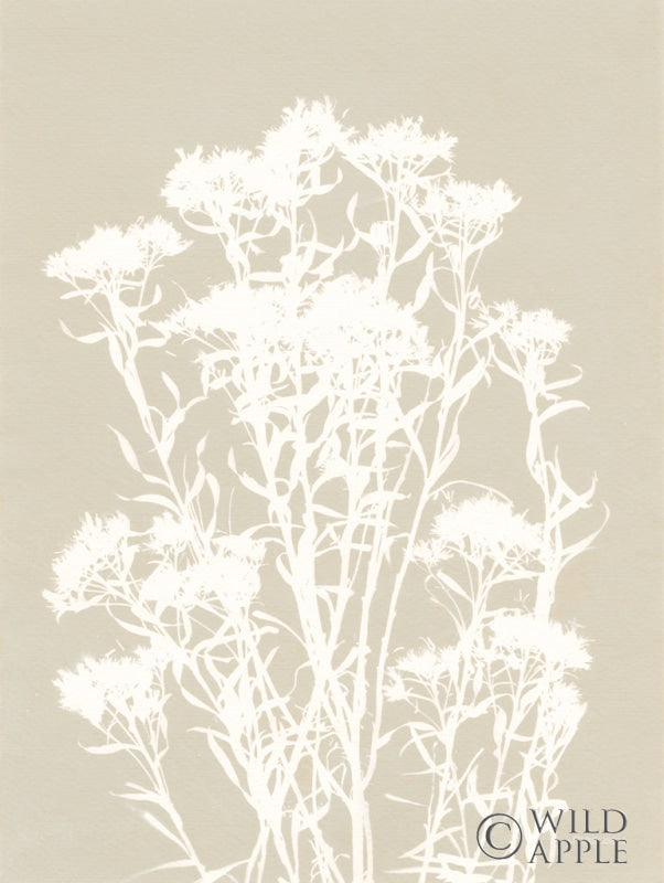 Reproduction of Alpine Flower II Neutral by Kathy Ferguson - Wall Decor Art