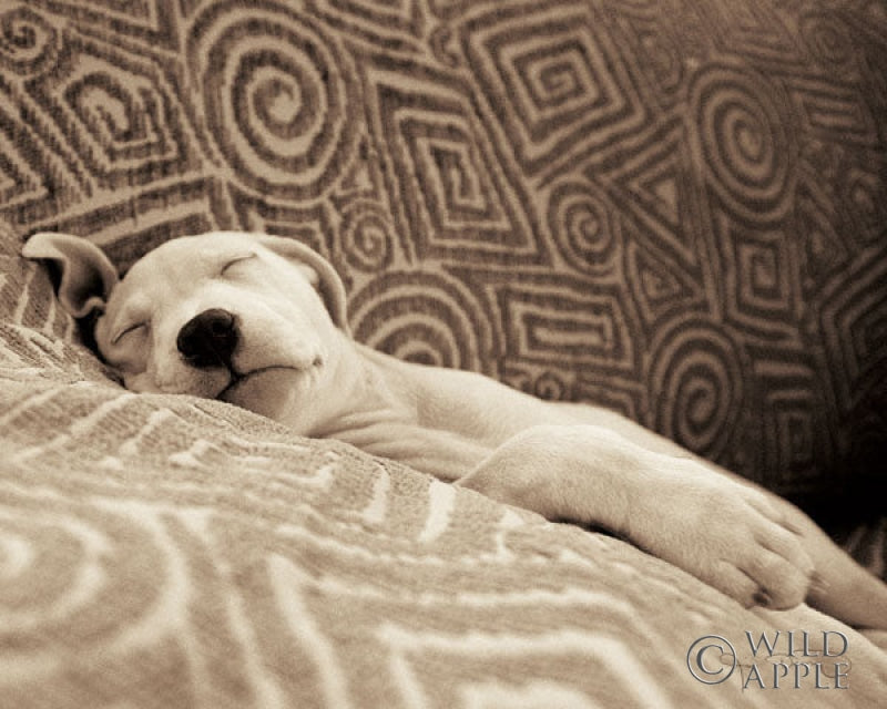 Reproduction of Dog Tired by Jim Dratfield - Wall Decor Art