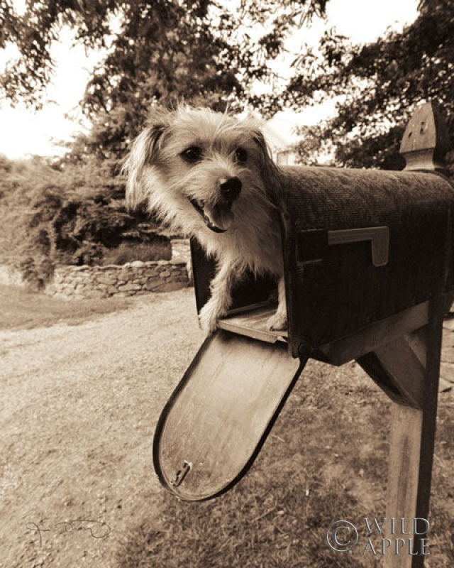 Reproduction of You've got mail by Jim Dratfield - Wall Decor Art