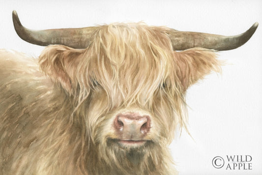 Shetland Cow Posters Prints & Visual Artwork