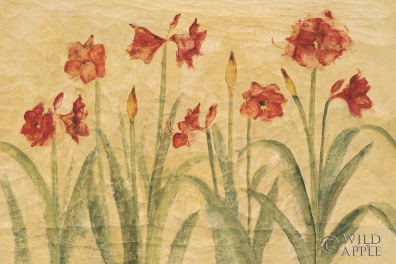 Row Of Red Amaryllis Posters Prints & Visual Artwork