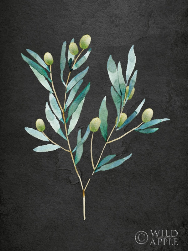 Gentle Olive Branch On Black Posters Prints & Visual Artwork