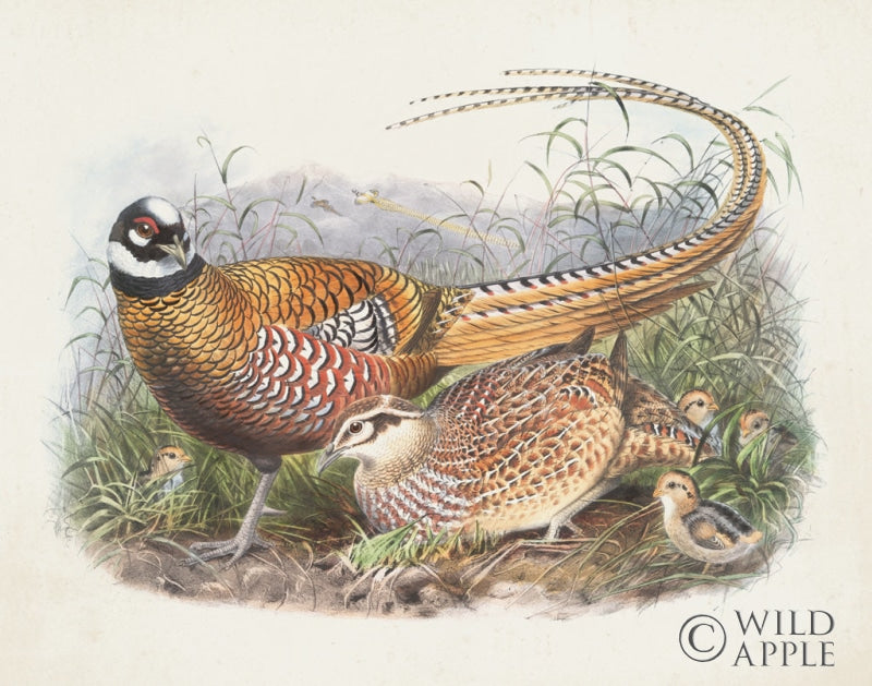 Reproduction of Pheasant Family by Wild Apple Portfolio - Wall Decor Art