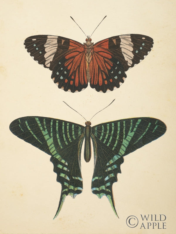 Reproduction of Papillons I Crop by Wild Apple Portfolio - Wall Decor Art