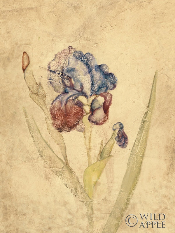 Reproduction of Rose Violet Iris by Cheri Blum - Wall Decor Art