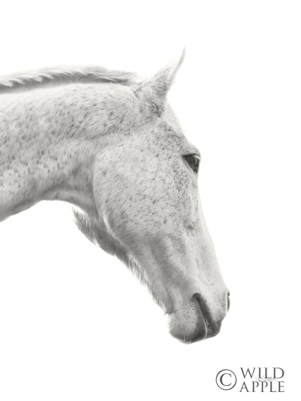 Reproduction of A Horse Named Lady I BW Crop by Sue Schlabach - Wall Decor Art