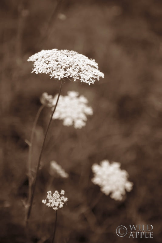 Queen Annes Lace I Posters Prints & Visual Artwork
