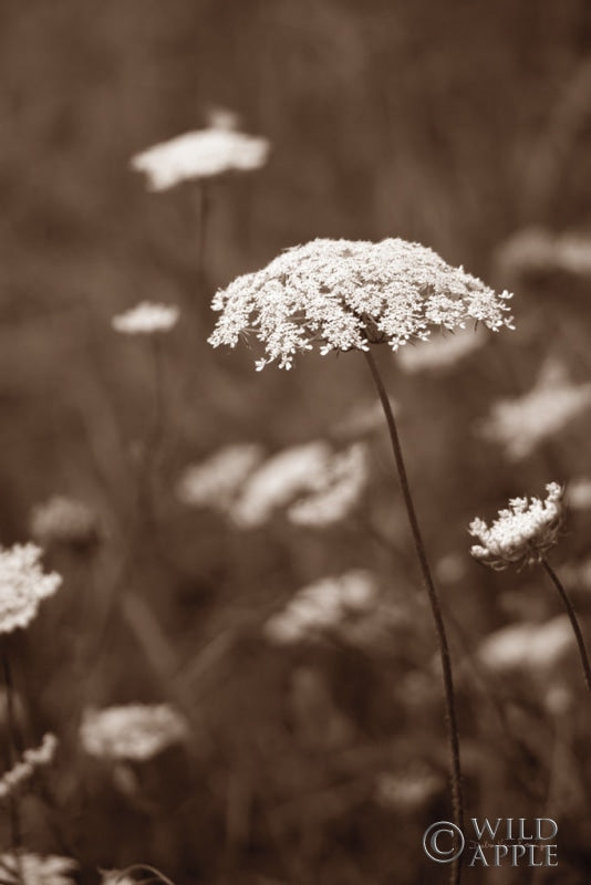 Queen Annes Lace Ii Posters Prints & Visual Artwork