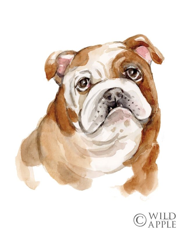 Reproduction of Dog Portrait III by Katrina Pete - Wall Decor Art