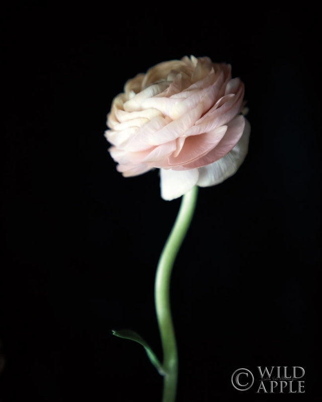 Reproduction of Single Ranunculus IV by Debra Van Swearingen - Wall Decor Art