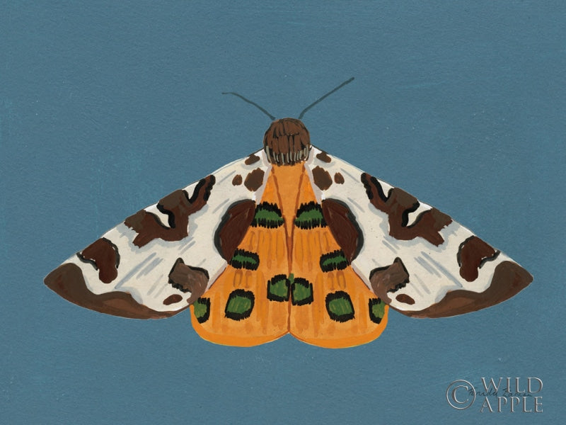 Reproduction of Moth II by Farida Zaman - Wall Decor Art