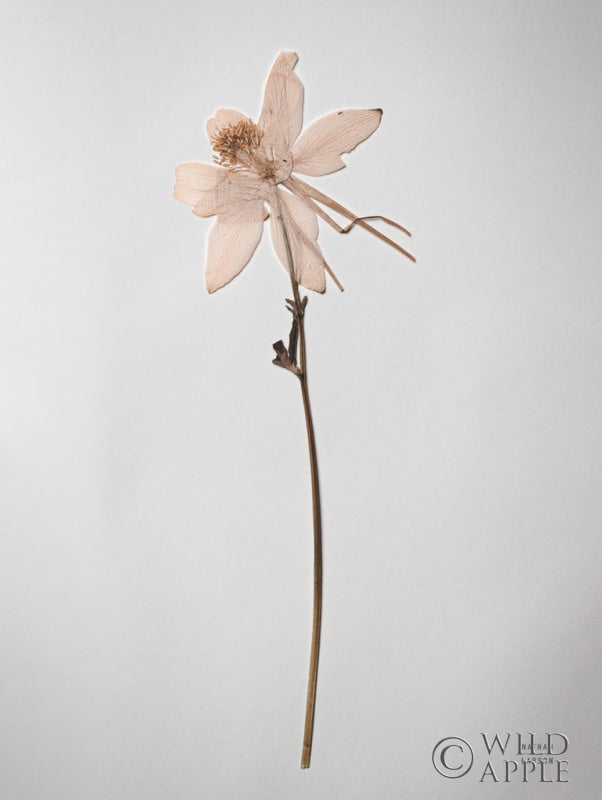 Reproduction of Dried Floral Still Life IV by Nathan Larson - Wall Decor Art