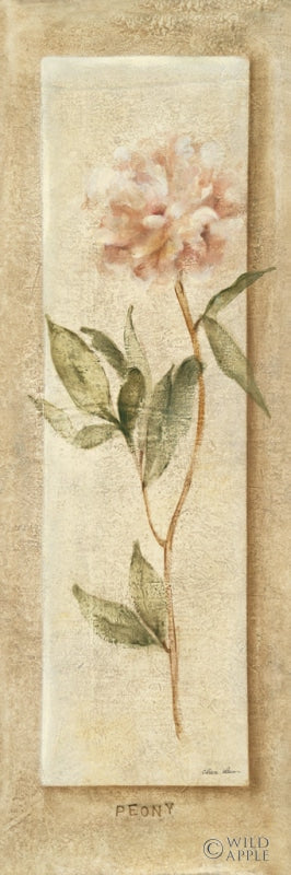 Reproduction of Pink Peony Panel by Cheri Blum - Wall Decor Art