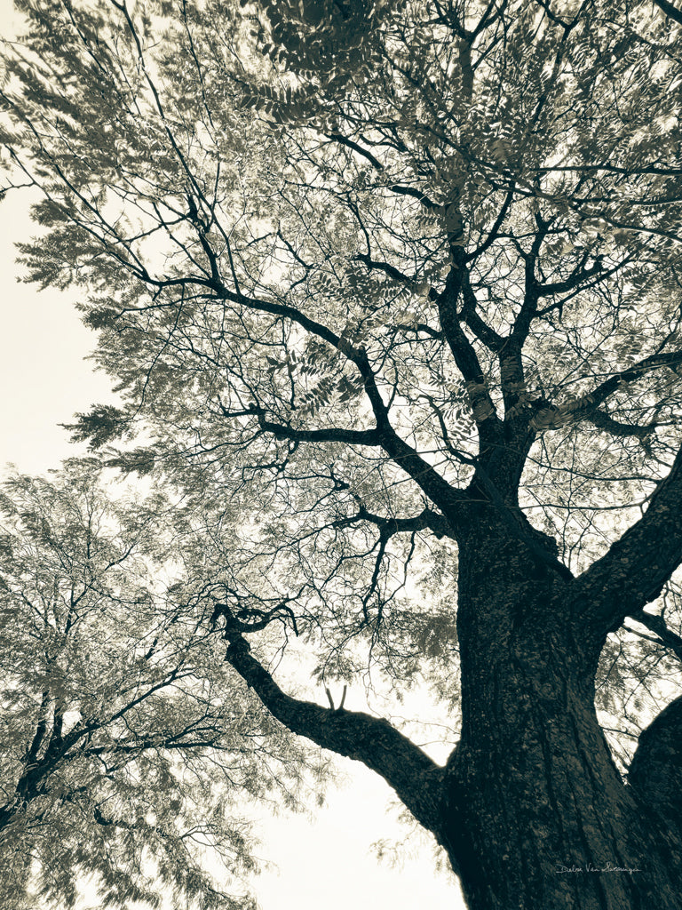 Reproduction of Branching Out II by Debra Van Swearingen - Wall Decor Art