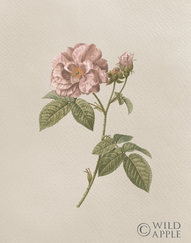 Reproduction of French Market Floral II by Wild Apple Portfolio - Wall Decor Art