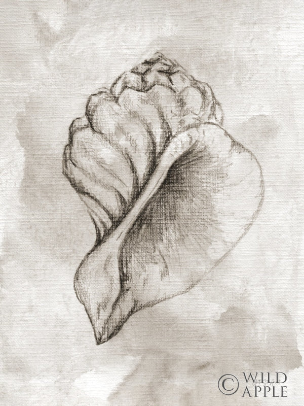 Reproduction of Lightning Whelk by Yvette St. Amant - Wall Decor Art