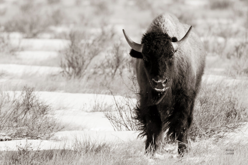 Bison Beauty Bw Posters Prints & Visual Artwork
