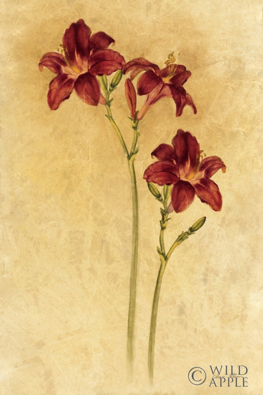 Red Day Lily Posters Prints & Visual Artwork