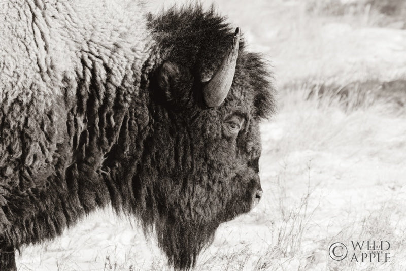 Reproduction of Bison Profile BW by Nathan Larson - Wall Decor Art