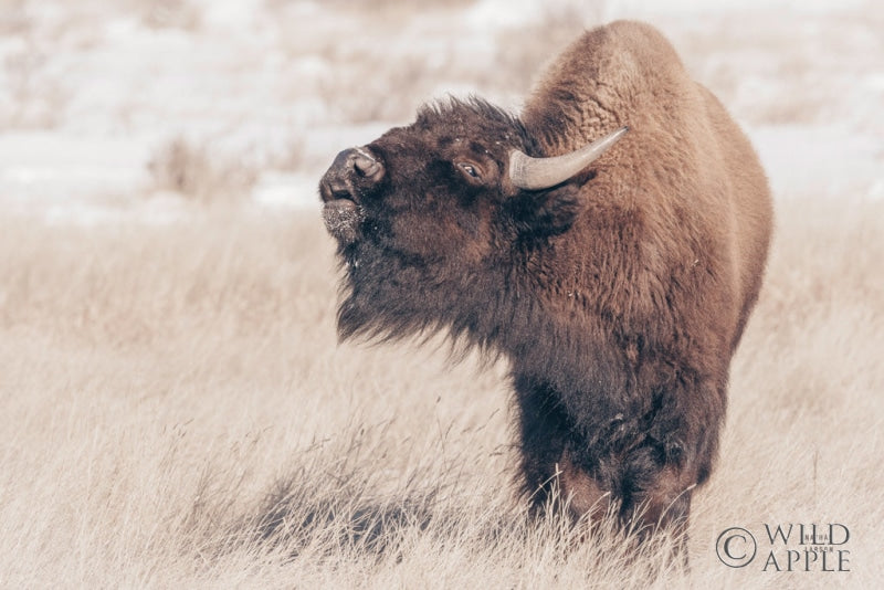 Reproduction of Bison Call by Nathan Larson - Wall Decor Art