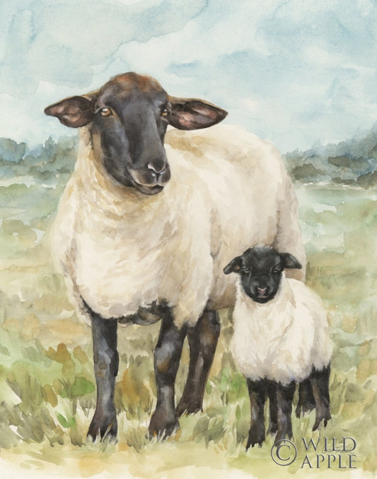 Sheep In A Field Posters Prints & Visual Artwork