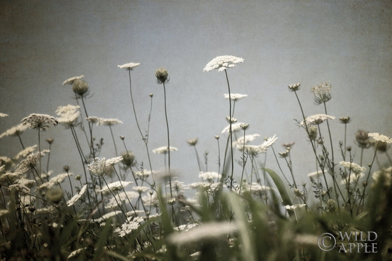 Queen Annes Lace Field Ii Posters Prints & Visual Artwork