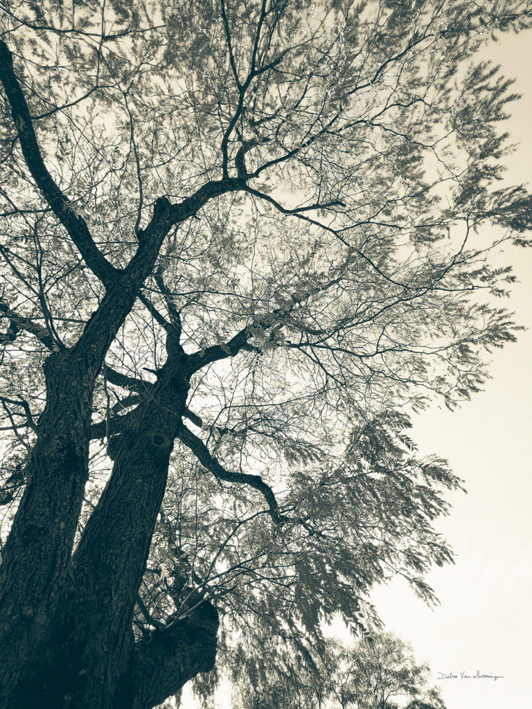 Reproduction of Branching Out I by Debra Van Swearingen - Wall Decor Art