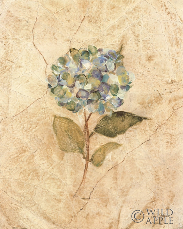 Reproduction of Hydrangea on Cracked Linen by Cheri Blum - Wall Decor Art