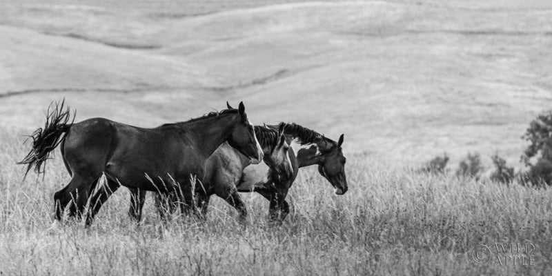 Reproduction of Horse Moves BW by Nathan Larson - Wall Decor Art
